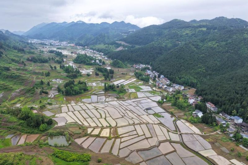 Output biji-bijian musim panas China capai 150 juta metrik ton di 2026