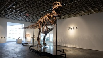 Fosil T. rex 'Gus' Pecahkan Rekor Lelang, Laku Rp 900 Miliar Lebih