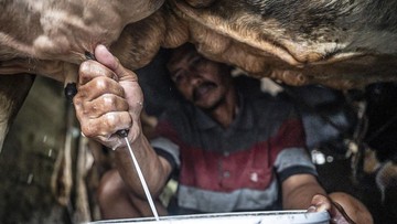 Susu Lokal Kian Didorong, Sektor Peternakan Sapi Perah Mulai Digenjot