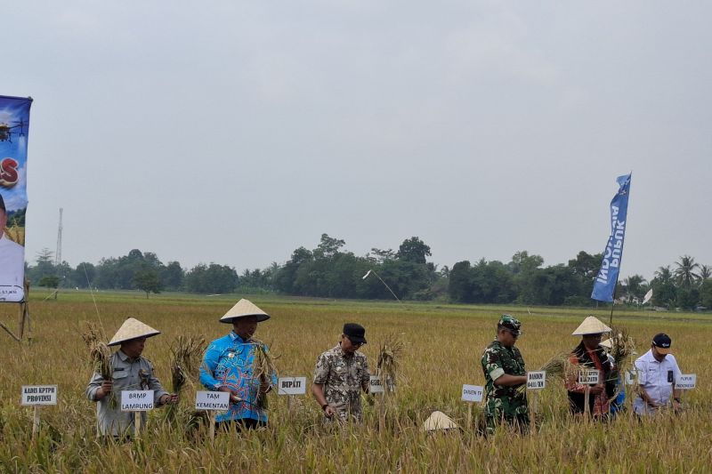 Target PM AAS Lampung capai 35.100 hektare di 2026