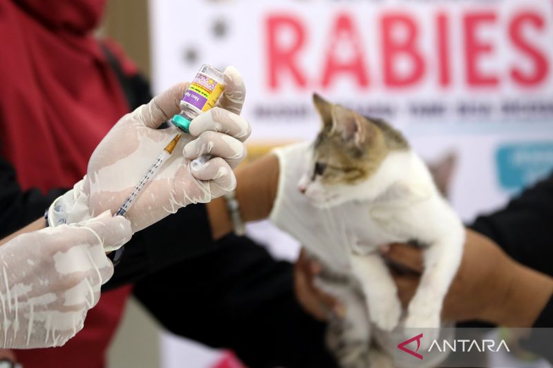 Hari Kucing Sedunia, kucing kampung dapat vaksin rabies gratis