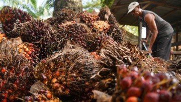BPS Buka-bukaan=”” Nasib=”” Ekspor=”” Kelapa=”” Sawit=”” di=”” Tengah=”” Mandatori=”” B50