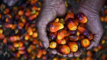 Harga Referensi CPO Turun Gara-gara Permintaan Global Lesu
