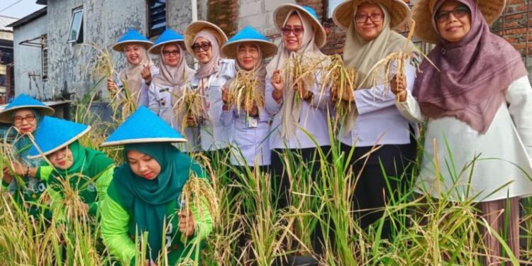 Pasar Minggu budi daya bibit padi dalam galon untuk ketahanan pangan