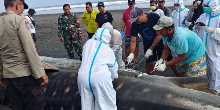 Hiu paus yang terdampar di Jembrana mati dan dikubur di pantai