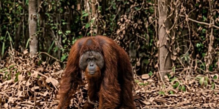 BKSDA jelaskan kronologi penanganan orangutan di Kutai Timur