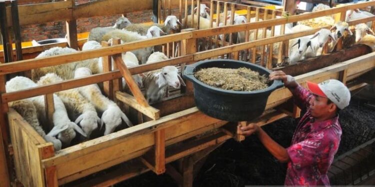 Kementan tegaskan dukung penguatan peternakan domba dan kambing lokal