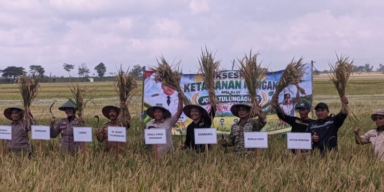 Tulungagung panen raya padi 272 ton di tengah kemarau panjang