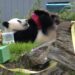 Panda Qing Bao rayakan ulang tahun di Kebun Binatang Smithsonian