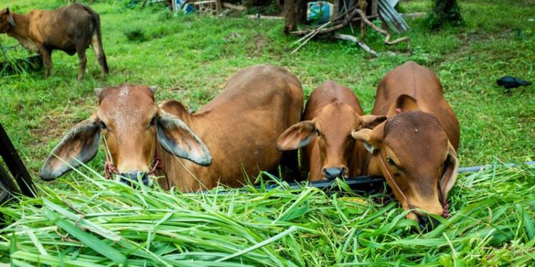 Akademisi: Pertahankan kondisi tanaman jaga hijauan pakan saat kemarau