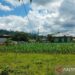 Distankan: 3.600 hektare sawah di Rejang Lebong terancam kekeringan