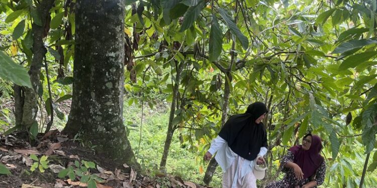 Beutong Ateuh: Belum pulih dari banjir bandang, izin tambang datang