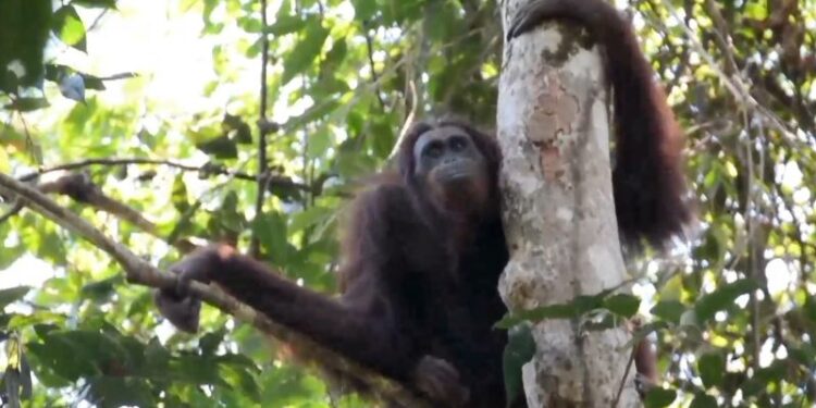 Karhutla ganggu habitat orangutan, Kemenhut siapkan layanan aduan