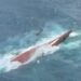 Sistem Keselamatan Pelayaran Mesti Dievaluasi Total Usai Tragedi Kapal Virgo