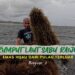 Rumput laut Sabu Raijua, emas hijau dari pulau terluar (bagian 2)