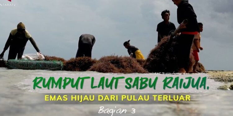 Rumput laut Sabu Raijua, emas hijau dari pulau terluar (bagian 3)