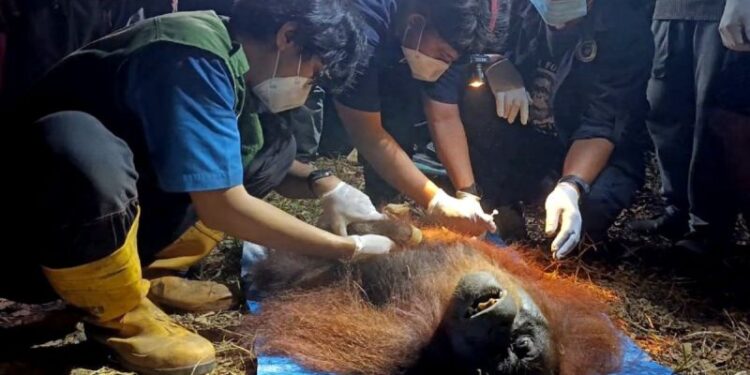 Satu orangutan diselamatkan dari area karhutla di Kotim