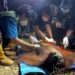 Satu orangutan diselamatkan dari area karhutla di Kotim