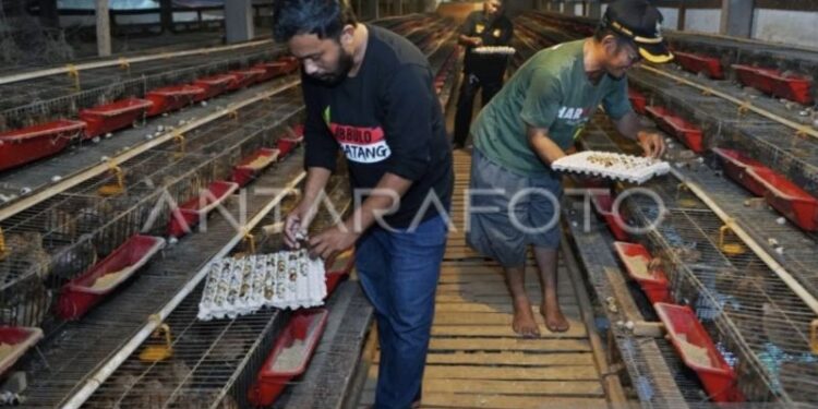 Pemerintah siapkan formulasi libatkan UMKM sediakan bahan makanan MBG