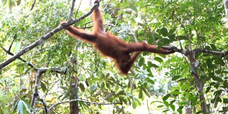 Disbudparekraf Sumut bersama delegasi China jelajahi Bukit Lawang