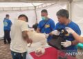Disnakeswan Mimika siapkan  700 dosis vaksin rabies  gratis