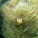 Menyelami pesona Pulau Abang, lihat blue coral dan ikan nemo