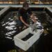 Bikin Cuan, Produksi Lobster Budidaya Ditargetkan Tembus 1.100 Ton