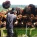 Aturan Sawit Eropa Makin Ketat, RI Siapkan Data yang Bisa Dilacak