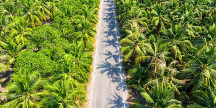 Singapura Sita Rp1,9 T Dana Anak Konglomerat Sawit RI, Ini Pemiliknya