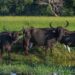Harga Sapi Hidup Tinggi, RI Impor Kerbau Australia