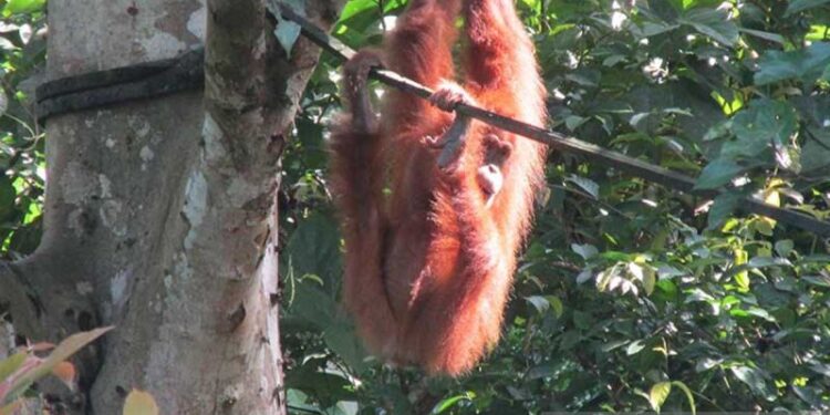 BKSDA Aceh: 12 orang utan lahir di Pusat Reintroduksi Jantho