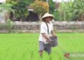 Pupuk Indonesia: Ketersediaan dan keterjangkauan pupuk jadi prioritas