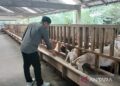Wamentan dorong produktivitas susu kambing lereng Merapi