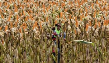 Siap Jadi Penyangga Jagung, BULOG Perkuat Kemitraan Petani-Peternak